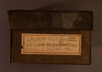 Media type: image;   Herpetology R-195480 documents cataloged_item R-195515 documents cataloged_item R-195516 documents cataloged_item R-195517 documents cataloged_item R-195518 documents cataloged_item R-195523 documents cataloged_item R-195524 Description: Digital photo of Bellairs box to document exterior text;